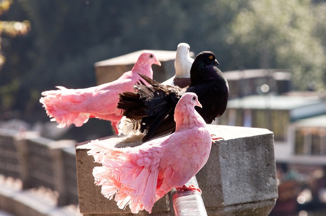的奧運舞台 的奧運舞台